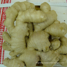 New crop ginger and dried ginger